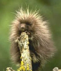 porcupine porcupines food hair bad animal classification friday happy funny wild cute raphael delilah